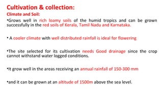 Cultivation & collection:
Climate and Soil:
•Grows well in rich loamy soils of the humid tropics and can be grown
successfully in the red soils of Kerala, Tamil Nadu and Karnataka.
• A cooler climate with well distributed rainfall is ideal for flowering
•The site selected for its cultivation needs Good drainage since the crop
cannot withstand water logged conditions.
•It grow well in the areas receiving an annual rainfall of 150-300 mm
•and it can be grown at an altitude of 1500m above the sea level.
 