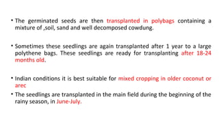 • The germinated seeds are then transplanted in polybags containing a
mixture of ,soil, sand and well decomposed cowdung.
• Sometimes these seedlings are again transplanted after 1 year to a large
polythene bags. These seedlings are ready for transplanting after 18-24
months old.
• Indian conditions it is best suitable for mixed cropping in older coconut or
arec
• The seedlings are transplanted in the main field during the beginning of the
rainy season, in June-July.
 