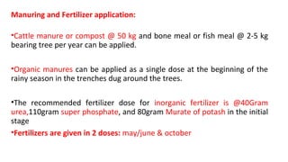 Manuring and Fertilizer application:
•Cattle manure or compost @ 50 kg and bone meal or fish meal @ 2-5 kg
bearing tree per year can be applied.
•Organic manures can be applied as a single dose at the beginning of the
rainy season in the trenches dug around the trees.
•The recommended fertilizer dose for inorganic fertilizer is @40Gram
urea,110gram super phosphate, and 80gram Murate of potash in the initial
stage
•Fertilizers are given in 2 doses: may/june & october
 