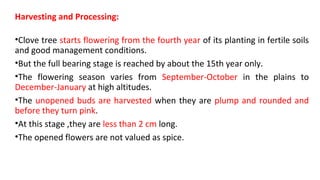 Harvesting and Processing:
•Clove tree starts flowering from the fourth year of its planting in fertile soils
and good management conditions.
•But the full bearing stage is reached by about the 15th year only.
•The flowering season varies from September-October in the plains to
December-January at high altitudes.
•The unopened buds are harvested when they are plump and rounded and
before they turn pink.
•At this stage ,they are less than 2 cm long.
•The opened flowers are not valued as spice.
 