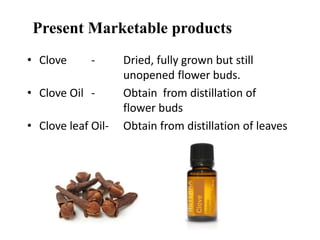 Present Marketable products
• Clove - Dried, fully grown but still
unopened flower buds.
• Clove Oil - Obtain from distillation of
flower buds
• Clove leaf Oil- Obtain from distillation of leaves
 