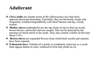Adulterant
 Clove stalks are slender stems of the inflorescence axis that show
opposite decussate branching. Externally, they are brownish, rough, and
irregularly wrinkled longitudinally with short fracture and dry, woody
texture.
 Mother cloves (anthophylli) are the ripe fruits of cloves that are ovoid,
brown berries, unilocular and one-seeded. This can be detected by the
presence of much starch in the seeds. They also contain volatile oil but only
about 3-5%.
 Brown cloves are expanded flowers from which both corolla and stamens
have been separate.
 Exhausted clove: Volatile oil is partly or completely removed. as a result
buds appear darker in color, withered in form and yields no oil.
 
