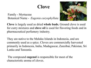 Clove is largely used as dried whole buds. Ground clove is used
for curry mixtures and clove oil is used for flavoring foods and in
pharmaceutical perfumery industry.
They are native to the Maluku Islands in Indonesia, and are
commonly used as a spice. Cloves are commercially harvested
primarily in Indonesia, India, Madagascar, Zanzibar, Pakistan, Sri
Lanka and Tanzania.
The compound eugenol is responsible for most of the
characteristic aroma of cloves.
Clove
Family - Myrtaceae
Botanical Name - Eugenia caryophyllata
 