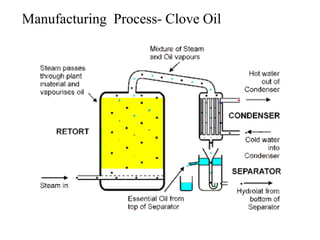 Manufacturing Process- Clove Oil
 