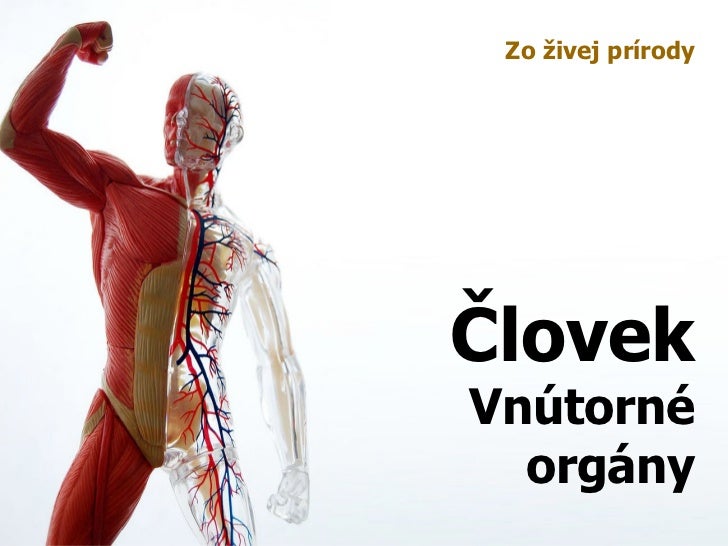 Človek - Vnútorné orgány