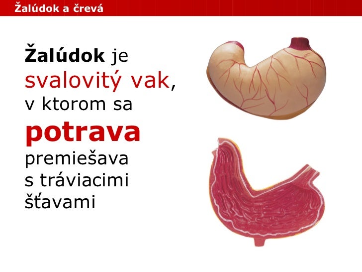 Človek - Vnútorné orgány