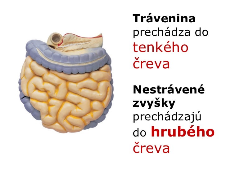 Človek - Vnútorné orgány