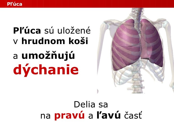 Človek - Vnútorné orgány