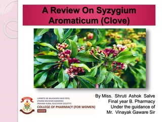 A Review On Syzygium
Aromaticum (Clove)
By Miss. Shruti Ashok Salve
Final year B. Pharmacy
Under the guidance of
Mr. Vinayak Gaware Sir
 