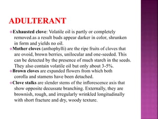 Exhausted clove: Volatile oil is partly or completely
removed.as a result buds appear darker in color, shrunken
in form and yields no oil.
Mother cloves (anthophylli) are the ripe fruits of cloves that
are ovoid, brown berries, unilocular and one-seeded. This
can be detected by the presence of much starch in the seeds.
They also contain volatile oil but only about 3-5%.
Brown cloves are expanded flowers from which both
corolla and stamens have been detached.
Clove stalks are slender stems of the inflorescence axis that
show opposite decussate branching. Externally, they are
brownish, rough, and irregularly wrinkled longitudinally
with short fracture and dry, woody texture.
 
