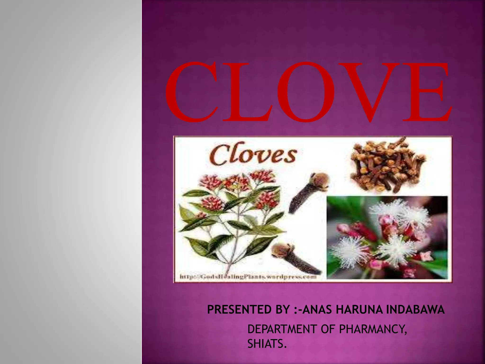 CLOVE
PRESENTED BY :-ANAS HARUNA INDABAWA
DEPARTMENT OF PHARMANCY,
SHIATS.
 
