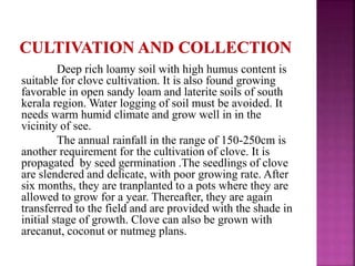 Deep rich loamy soil with high humus content is
suitable for clove cultivation. It is also found growing
favorable in open sandy loam and laterite soils of south
kerala region. Water logging of soil must be avoided. It
needs warm humid climate and grow well in in the
vicinity of see.
The annual rainfall in the range of 150-250cm is
another requirement for the cultivation of clove. It is
propagated by seed germination .The seedlings of clove
are slendered and delicate, with poor growing rate. After
six months, they are tranplanted to a pots where they are
allowed to grow for a year. Thereafter, they are again
transferred to the field and are provided with the shade in
initial stage of growth. Clove can also be grown with
arecanut, coconut or nutmeg plans.
 