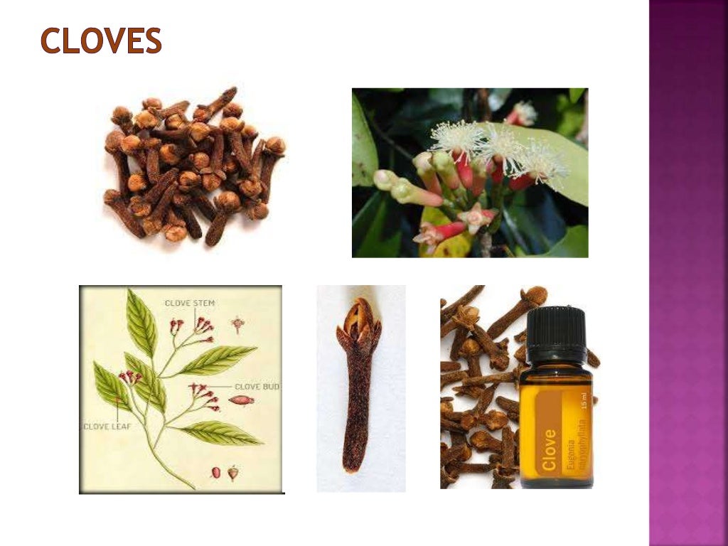 Clove presentation