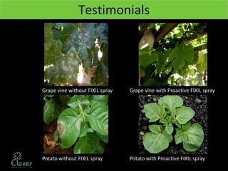 Testimonials




Grape vine without FIXIL spray   Grape vine with Proactive FIXIL spray




Potato without FIXIL spray       Potato with Proactive FIXIL spray
 