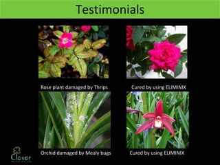 Testimonials




Rose plant damaged by Thrips   Cured by using ELIMINIX




Orchid damaged by Mealy bugs   Cured by using ELIMINIX
 