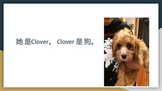 她 是Clover。 Clover 是 狗。
 