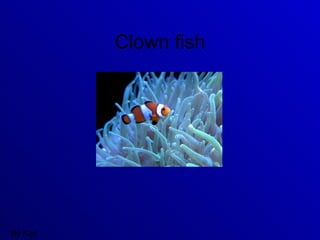 Clown fish By Karl 