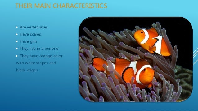 What are the adaptations of clown fish?