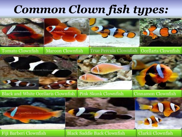 Clown Fish Identification Chart