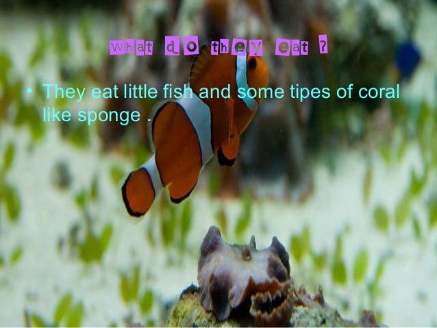 clown fish
