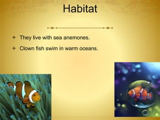 Habitat
 They live with sea anemones.
 Clown fish swim in warm oceans.
 