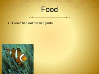Food
 Clown fish eat the fish parts.
 