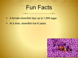 Fun Facts
 A female clownfish lays up to 1,000 eggs.
 At a time, clownfish live 6 years.
 