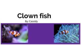 Clown fish
By: Cassidy
 