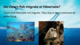 Do clown fish migrate or hibernate?
Clown fish hibernate not migrate. They stay in there anemone all
winter long.
 