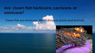 Are clown fish herbivore, carnivore, or
omnivore?
Clown fish are omnivore. Which they eat plants and animals.
 