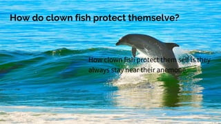 How do clown fish protect themselve?
How clown fish protect them self is they
always stay near their anemone.
 