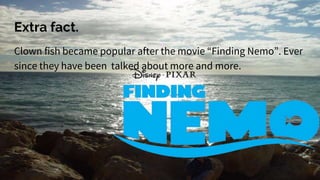 Extra fact.
Clown fish became popular after the movie “Finding Nemo”. Ever
since they have been talked about more and more.
 