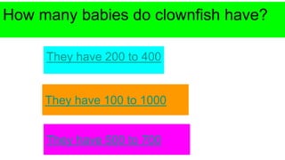 How many babies do clownfish have?
They have 200 to 400
They have 100 to 1000
They have 500 to 700
 