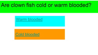 Are clown fish cold or warm blooded?
Warm blooded
Cold blooded
 