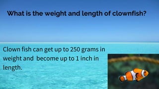 What is the weight and length of clownfish?
Clown fish can get up to 250 grams in
weight and become up to 1 inch in
length.
 