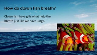 How do clown fish breath?
Clown fish have gills what help the
breath just like we have lungs.
 