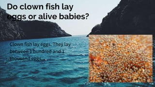 Do clown fish lay
eggs or alive babies?
Clown fish lay eggs. They lay
between 1 hundred and 1
thousand eggs.
 