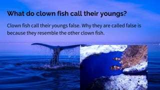 What do clown fish call their youngs?
Clown fish call their youngs false. Why they are called false is
because they resemble the other clown fish.
 