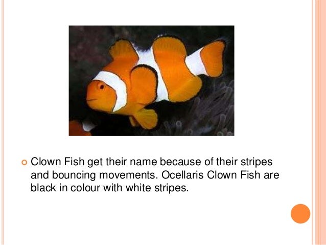 clown fish facts and