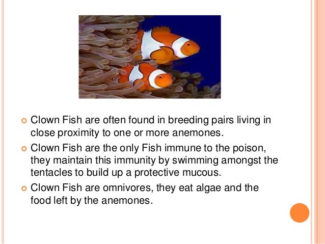 clown fish facts and