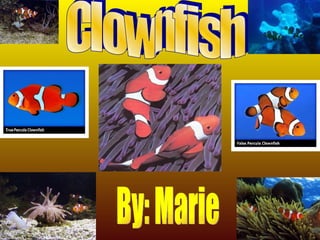 Clownfish By: Marie  