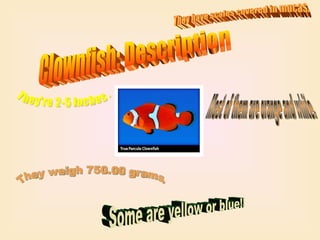 Clownfish: Description They're 2-5 inches. They weigh 750.00 grams. They have scales covered in mucas. Some are yellow or blue!! Most of them are orange and white. 