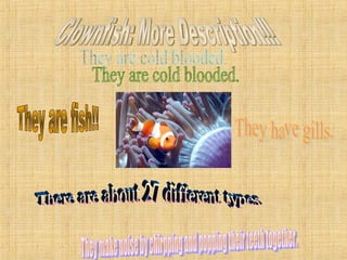 Clownfish: More Description!!! They make noise by chirpping and popping their teeth together. There are about 27 different types. They are cold blooded. They are fish!! They have gills. 