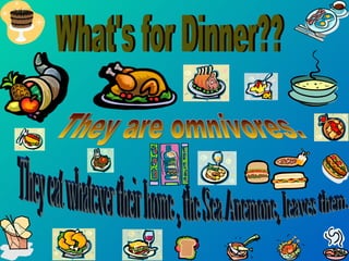 What's for Dinner?? They are omnivores. They eat whatever their home , the Sea Anemone, leaves them.  