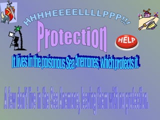 HHHHEEEELLLLPPP!!! Protection It lives in the poisonous Sea Anemones, which protects it. A few don't live in the Sea Anemone, leaving them with no protection. 