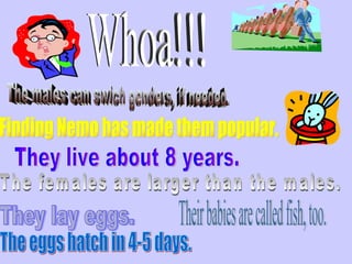 Whoa!!! The males can swich genders, if needed. Finding Nemo has made them popular. Their babies are called fish, too. They lay eggs. The eggs hatch in 4-5 days. They live about 8 years. The females are larger than the males. 