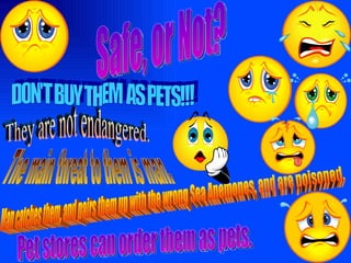 Safe, or Not? They are not endangered. The main threat to them is man. Man catches them, and pairs them up with the wrong Sea Anemones, and are poisoned. Pet stores can order them as pets. DON'T BUY THEM  AS PETS!!! 