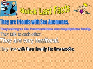 Quick Last Facts They are friends with Sea Anemones. They belong to the Pomacentridae and Amphiprione family. They talk to each other. They are very territoral. They live with their family for two weeks. 