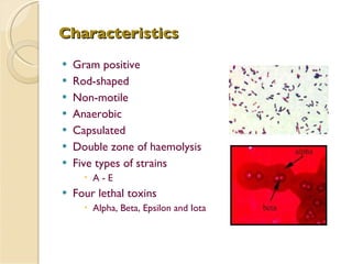 Characteristics Gram positive Rod-shaped Non-motile Anaerobic Capsulated Double zone of haemolysis Five types of strains A - E Four lethal toxins Alpha, Beta, Epsilon and Iota 