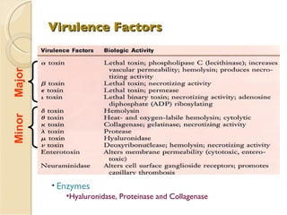 Virulence Factors Major Minor Enzymes Hyaluronidase, Proteinase and Collagenase 